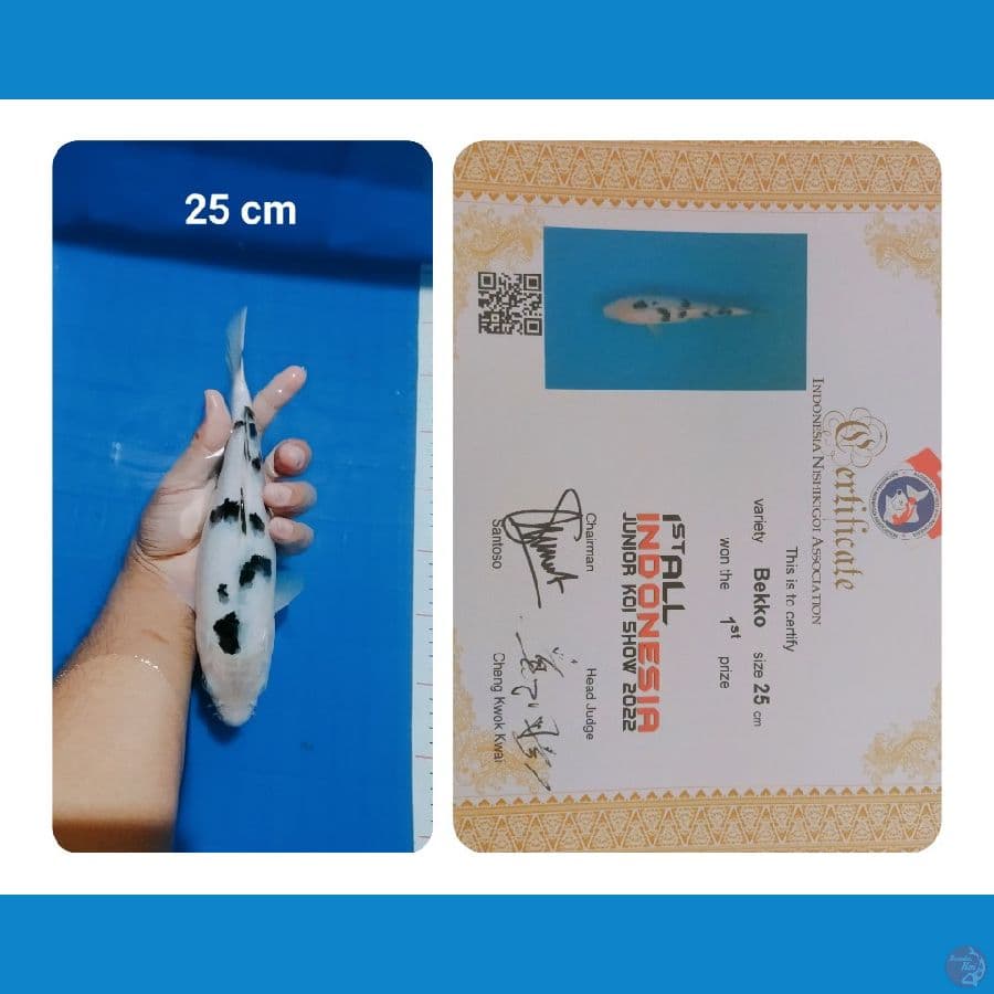 Bekko Prestasi (Show Quality )