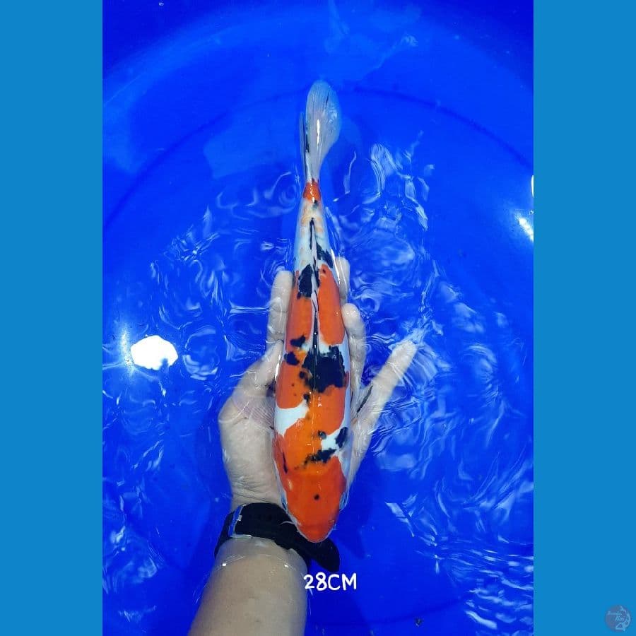 Doitsu Sanke 28CM