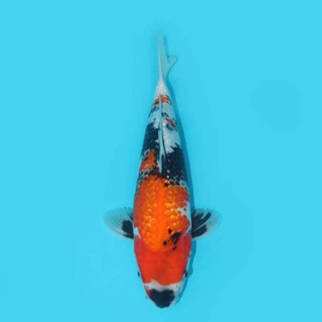 SHOWA GINRIN BERPUNUK 31 CM