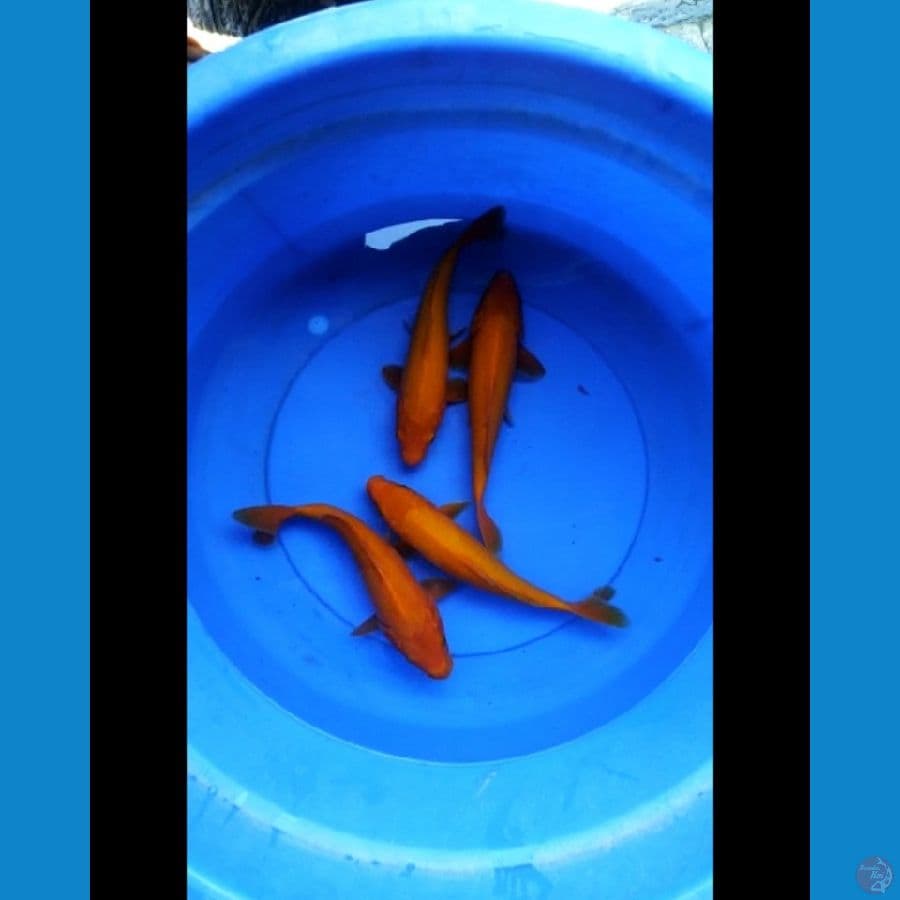 Paket benigoi 27-28 cm punuk pangkal ekor tebal