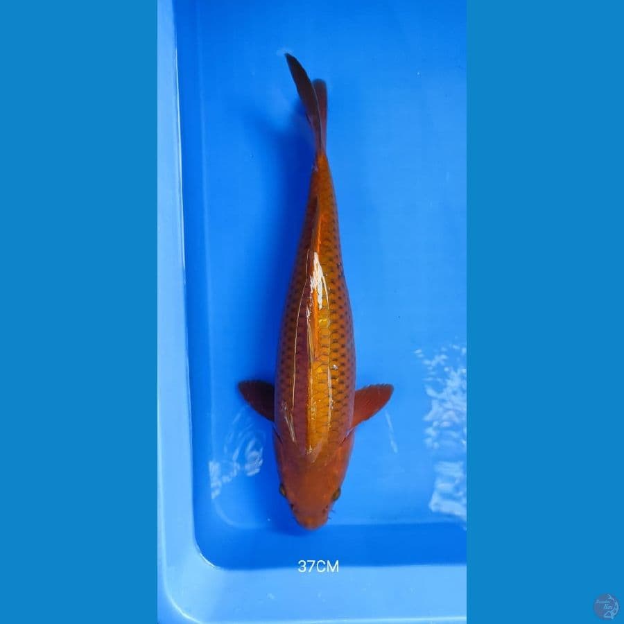 Chagoi 37CM