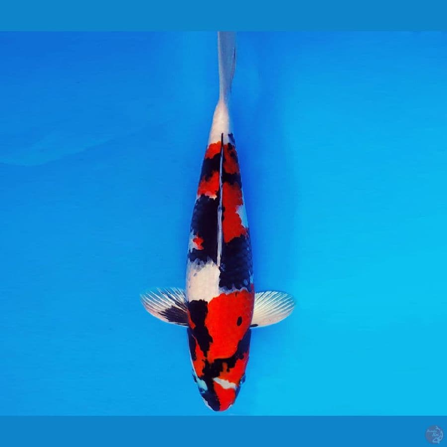 SAMOSA 3 ~ SHOWA EVO 32 cm/fm ™