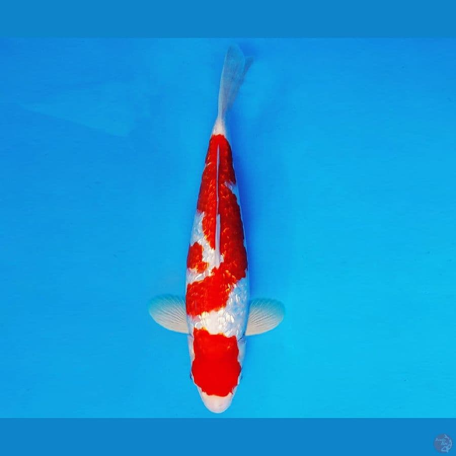 SAMOSA 4 ~ KOHAKU GIN RIN 29 cm/male ™