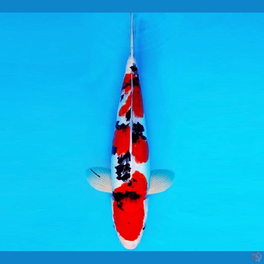SAMOSA 7 ~ SANKE DOITSU 34 cm/fm ™