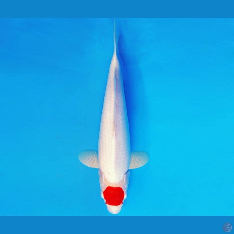 SAMOSA 9 ~ ORIGINAL TANCHO 34 cm/fm ™