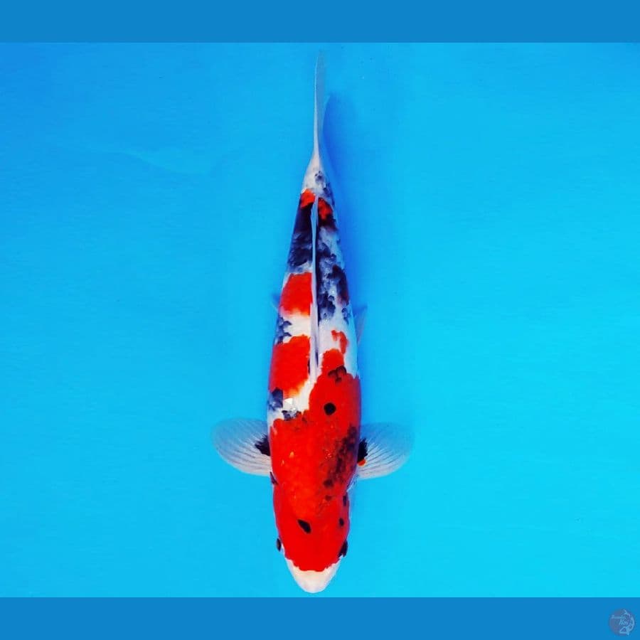 SAMOSA 10 ~ SHOWA EVOLUTION 34 cm/male ™