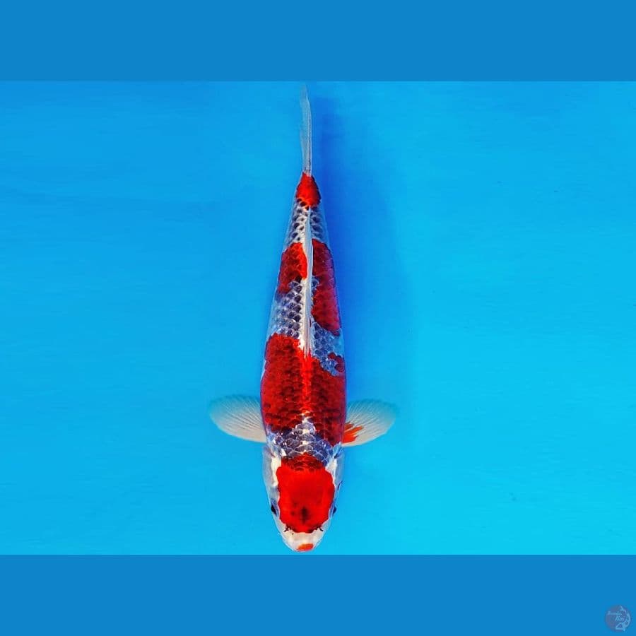 SAMOSA 12 ~ GOSHIKI 33 cm/male ™