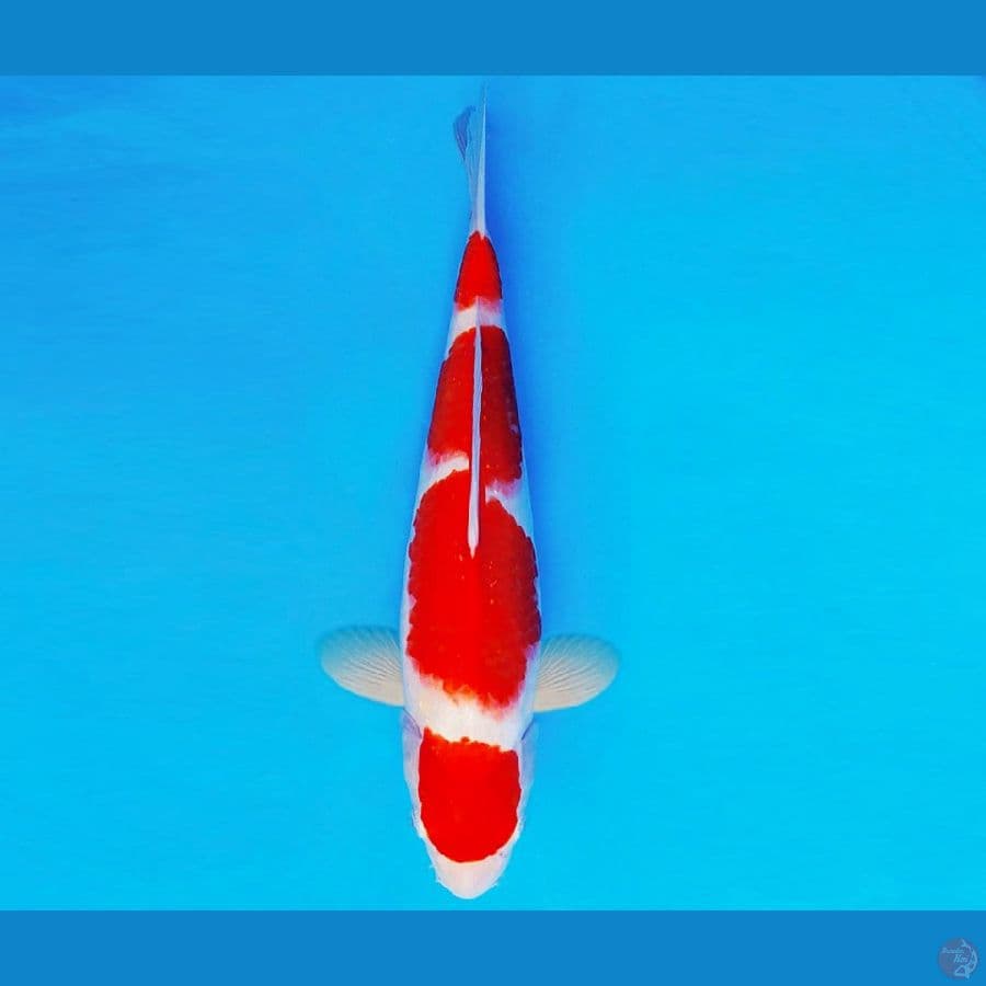 SAMOSA 14 ~ KOHAKU 32 cm/fm ™