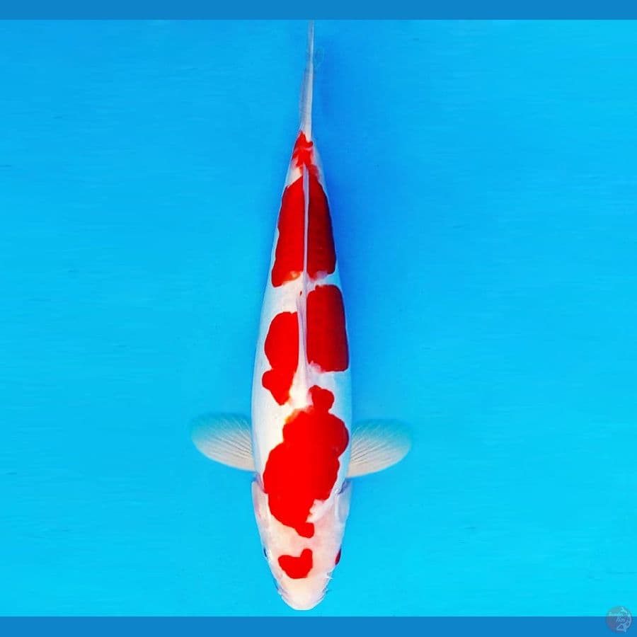 SAMOSA 15 ~ KOHAKU DOITSU 36 cm/male ™