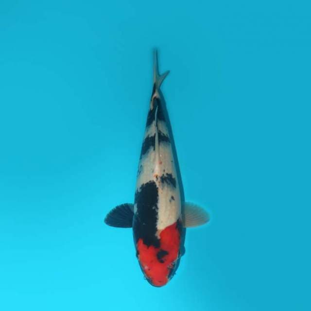 TANCHO SHOWA BERPUNUK 33 CM