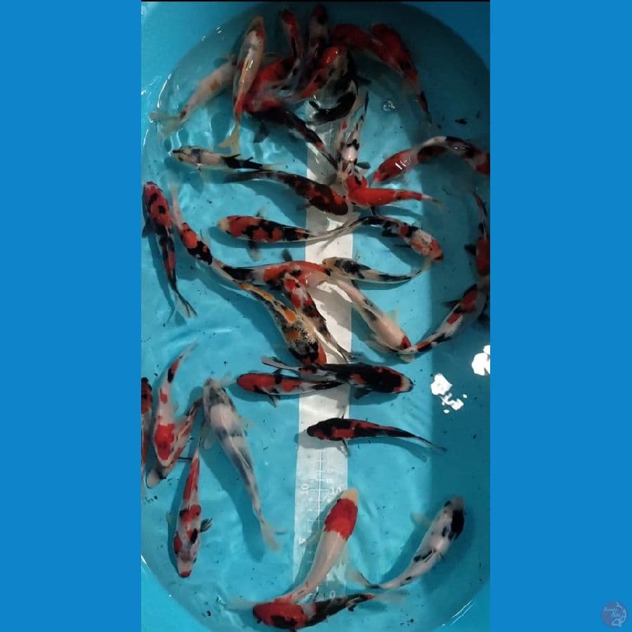 Showa mix 13-17cm 44 ekor