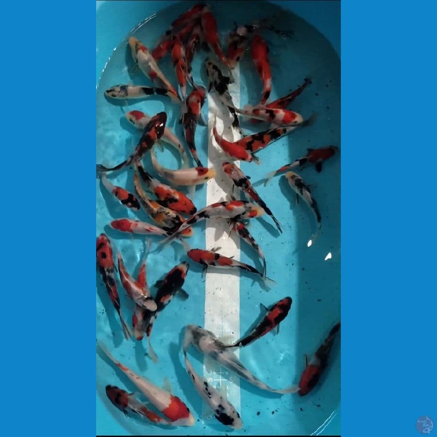 Showa mix 13-17cm 44 ekor