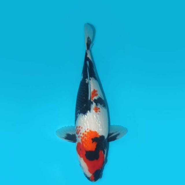 SHOWA GINRIN BERPUNUK FEMALE 34 CM