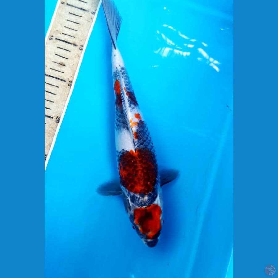 goshiki showa 30cm