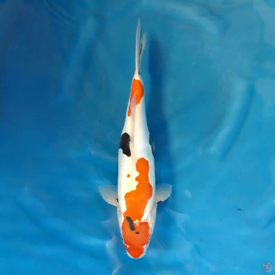 Doitsu Showa Murni Halus Female 36cm
