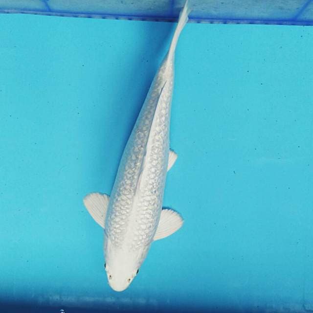 Platinum bulky 32cm male
