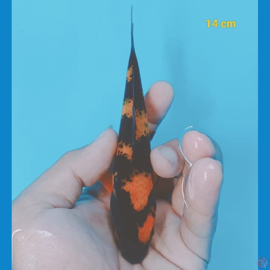 hi utsuri
