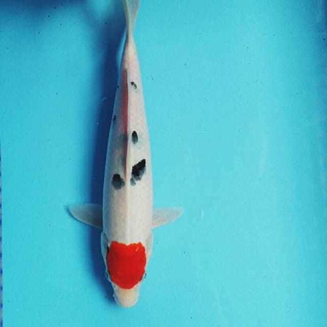 Tancho sanke ori 31cm