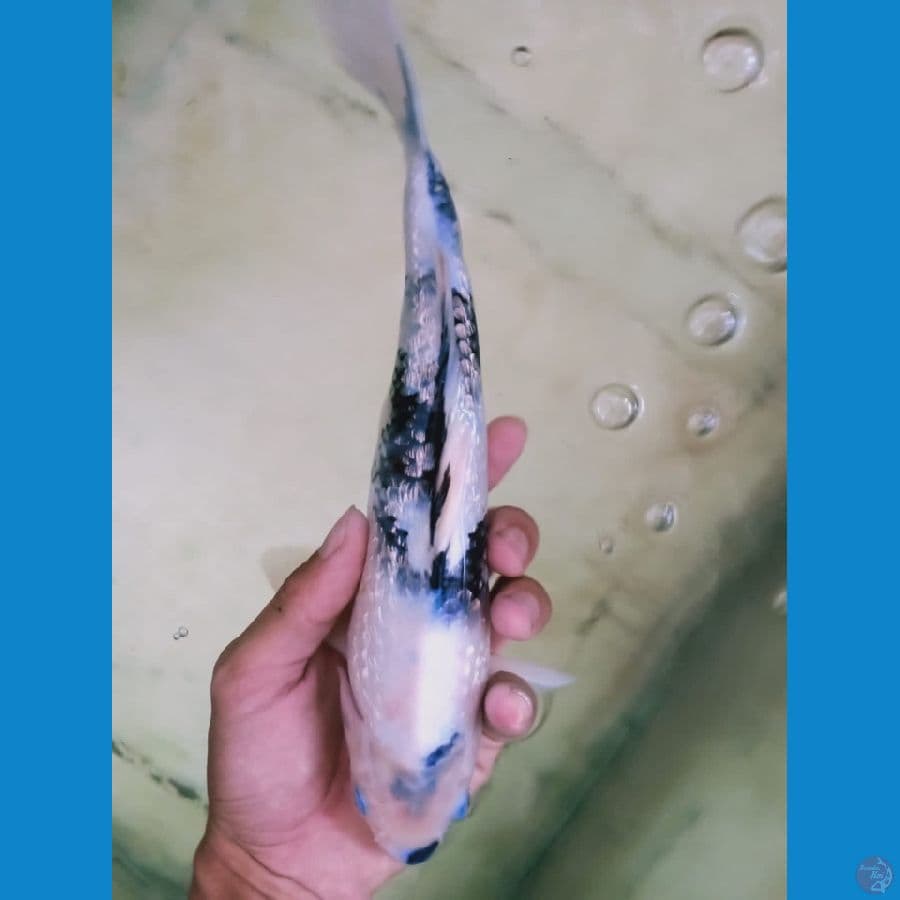 KINGINRIN B 27 cm