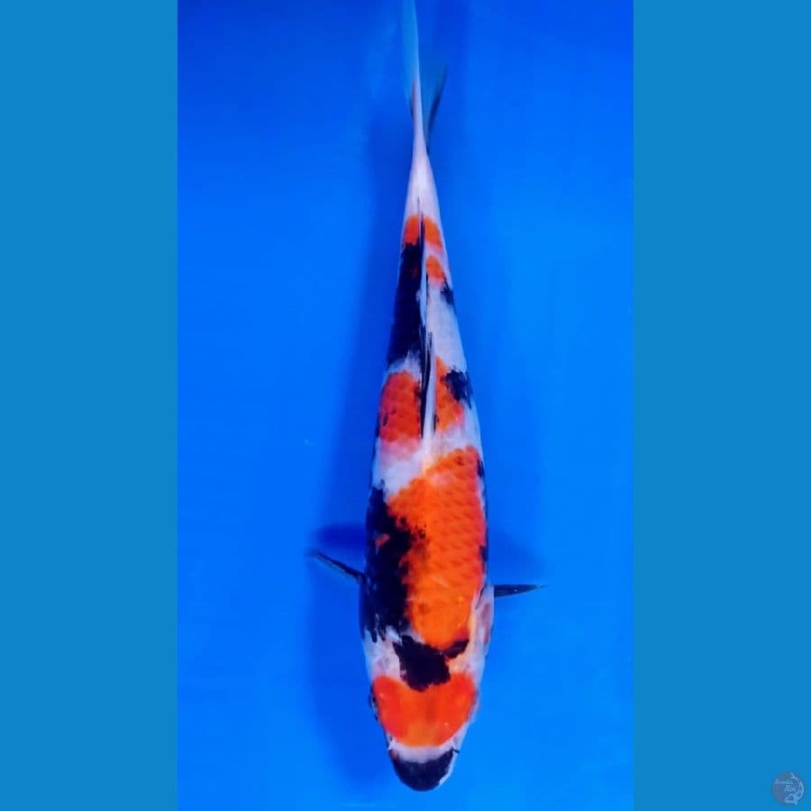 SHOWA 25 cm