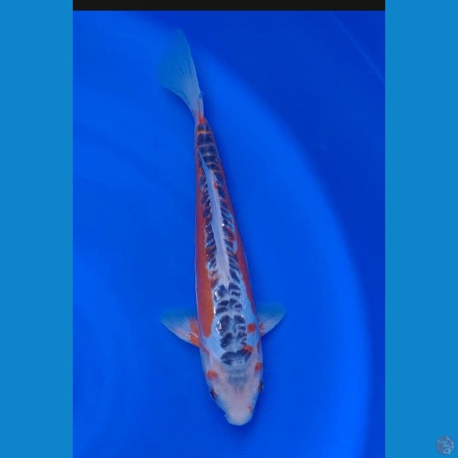 Koi Import Jepang Shusui 30cm Sertifikat Breeder (Yamaju)