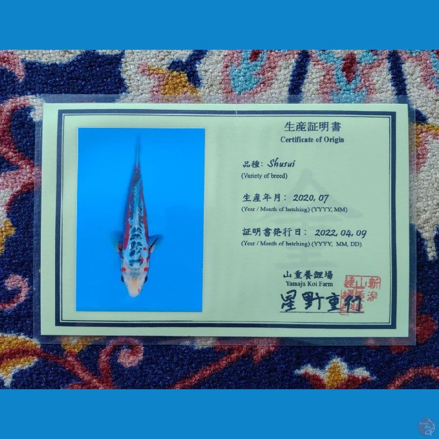 Koi Import Jepang Shusui 30cm Sertifikat Breeder (Yamaju)