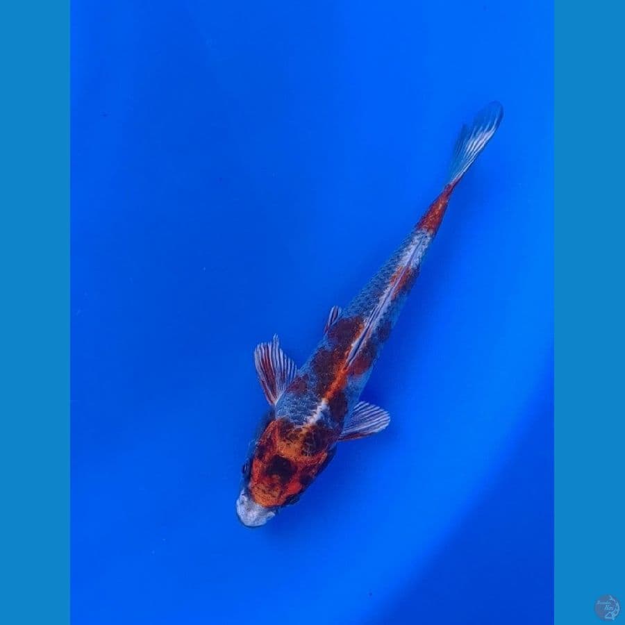Koi Import Jepang Kin Showa 19cm Sertifikat Breeder (Tanaka)