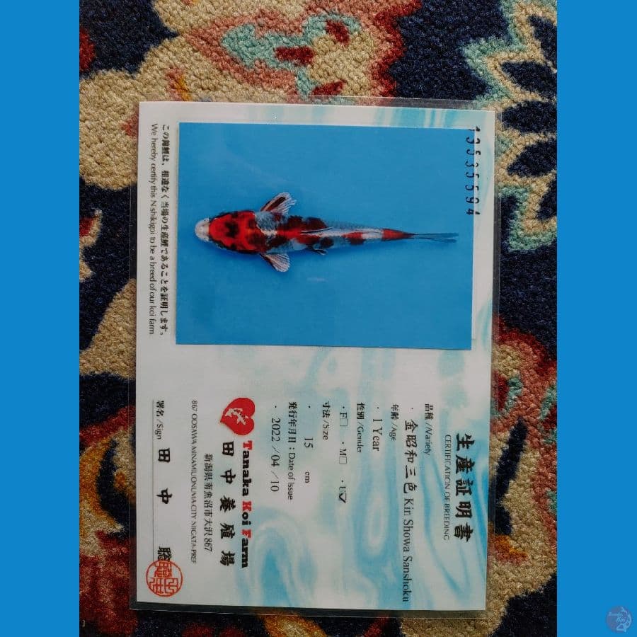 Koi Import Jepang Kin Showa 19cm Sertifikat Breeder (Tanaka)