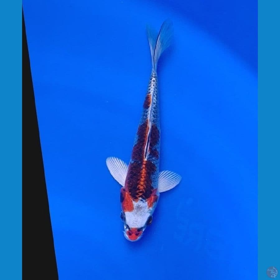 Koi Import Jepang Kujaku 19cm Sertifikat Breeder (Yagenji)