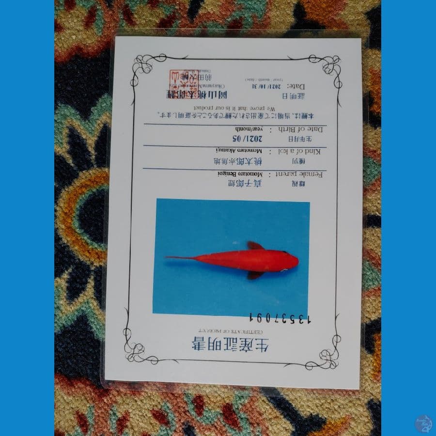 Koi Import Jepang Benigoi 14cm Sertifikat Breeder (Momotaro)