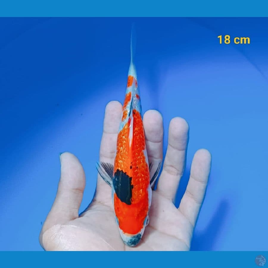 Ginrin 18 cm