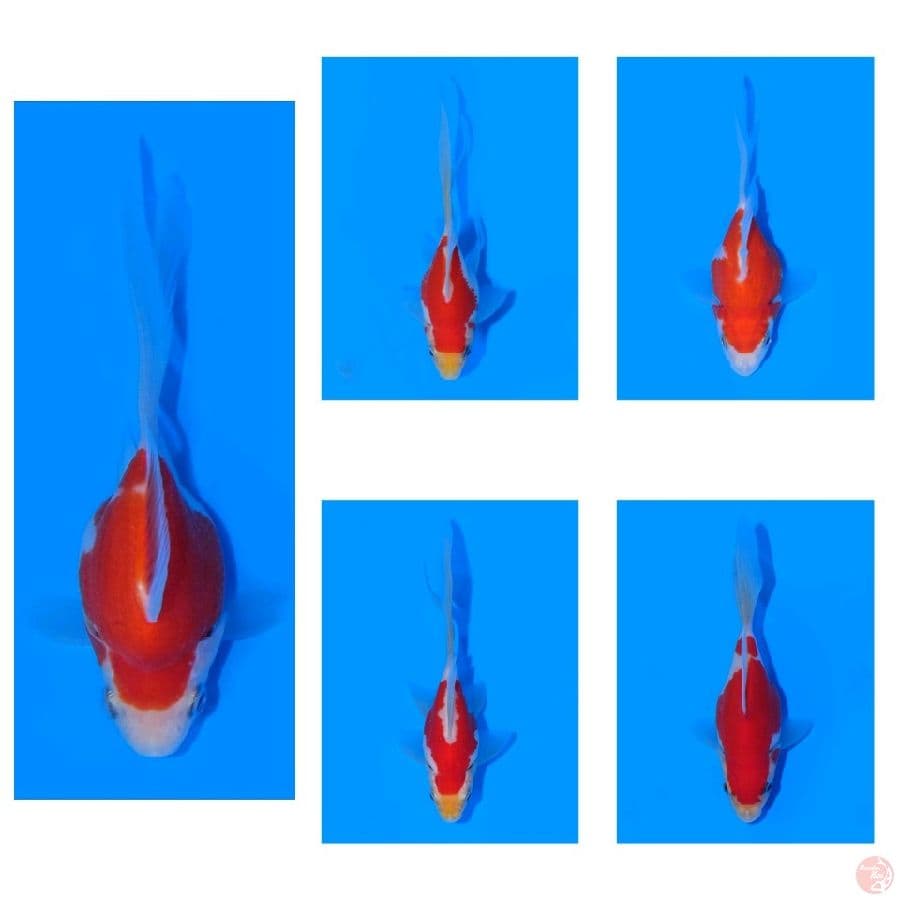 Tamasaba Import Jepang 13-16cm Sertifikat Breeder (Kaneko) Paket 5 Ekor