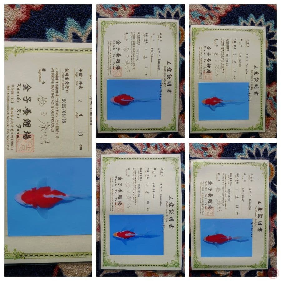 Tamasaba Import Jepang 13-16cm Sertifikat Breeder (Kaneko) Paket 5 Ekor