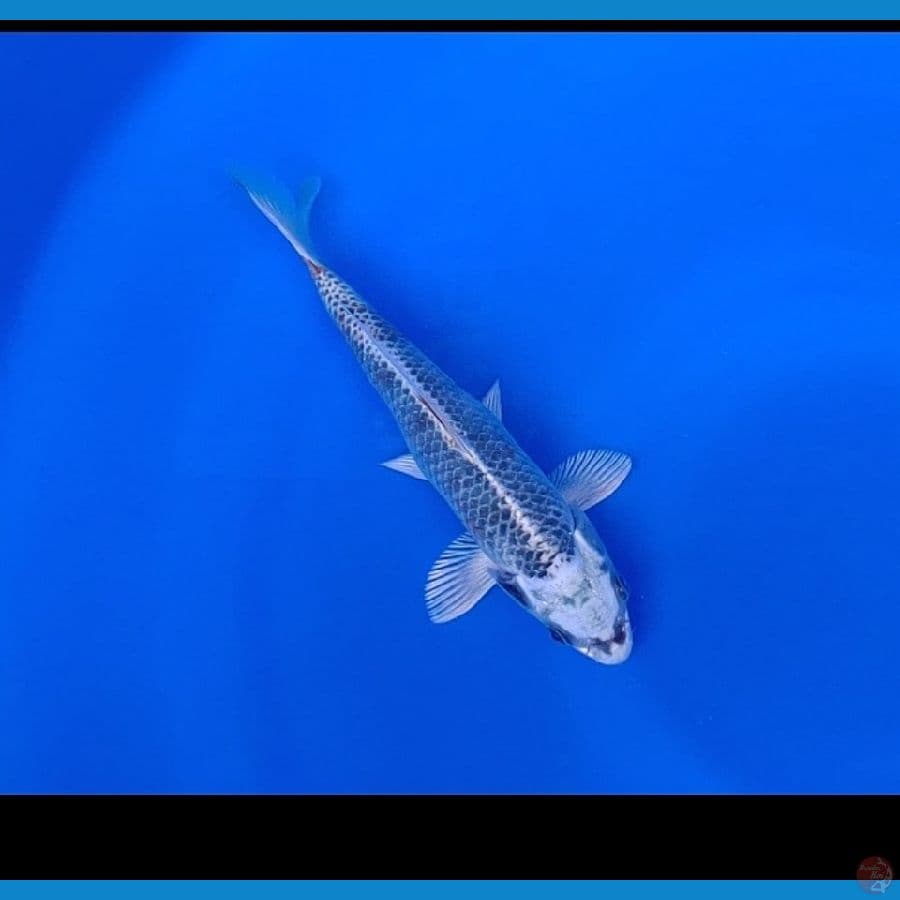 Koi Import Jepang Gin Matsuba Kujaku 20cm (Sertifikat Saito)