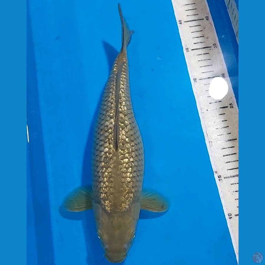 MIDORI GINDRIN BULKY 34 CM