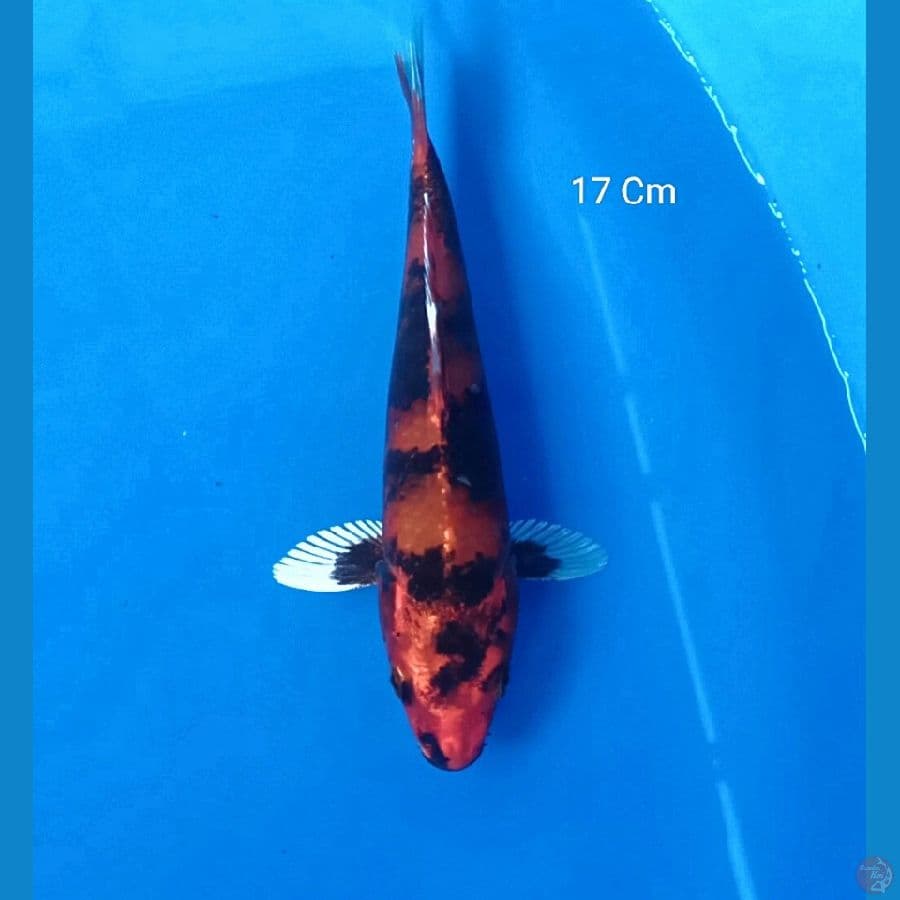 Kin Showa 17 Cm