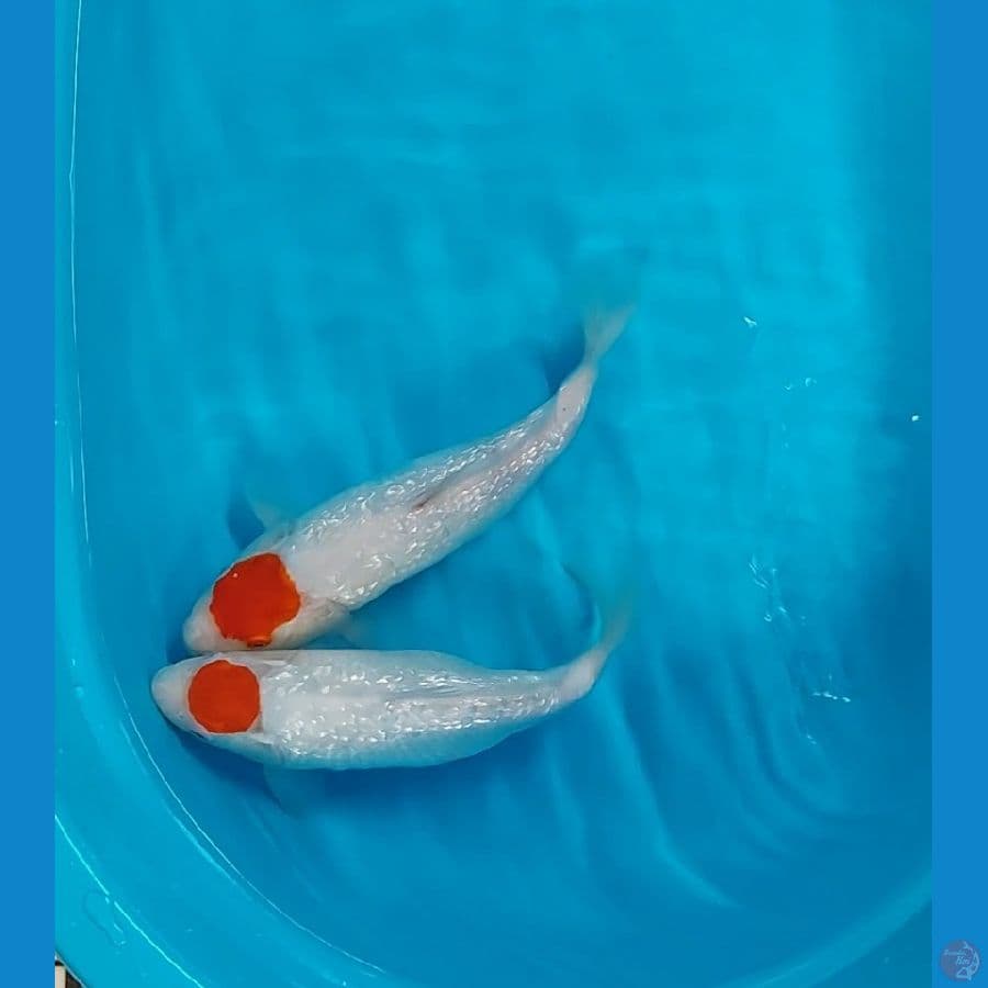 2 ekr shot body tc kohaku ginrin