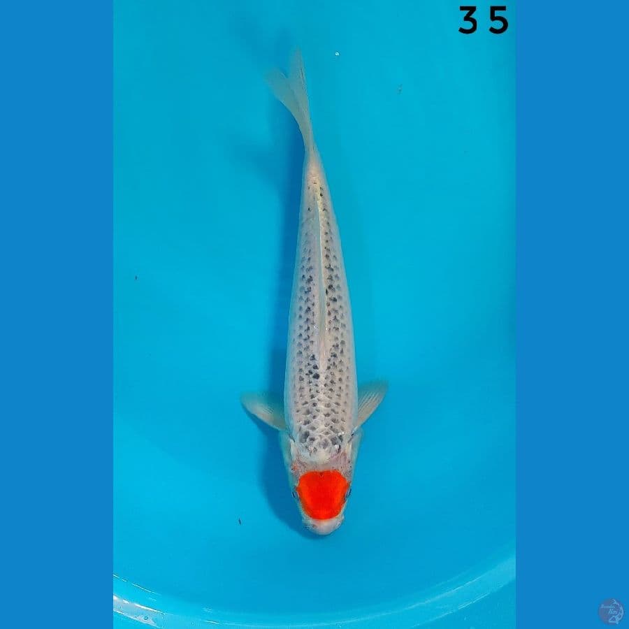 TANCO GOSHIKI male 35cm