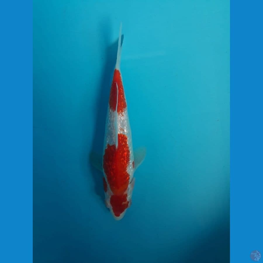 Kohaku Gindrin 20cm