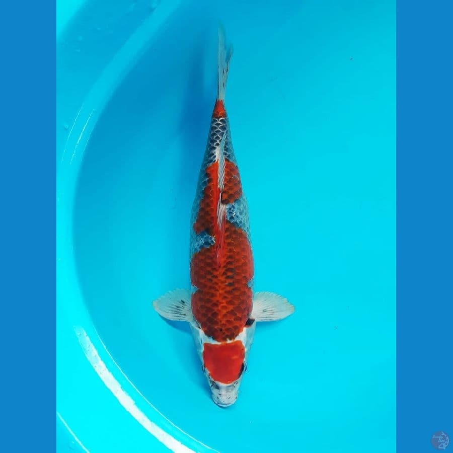 Tancho Ghosiki 38cm