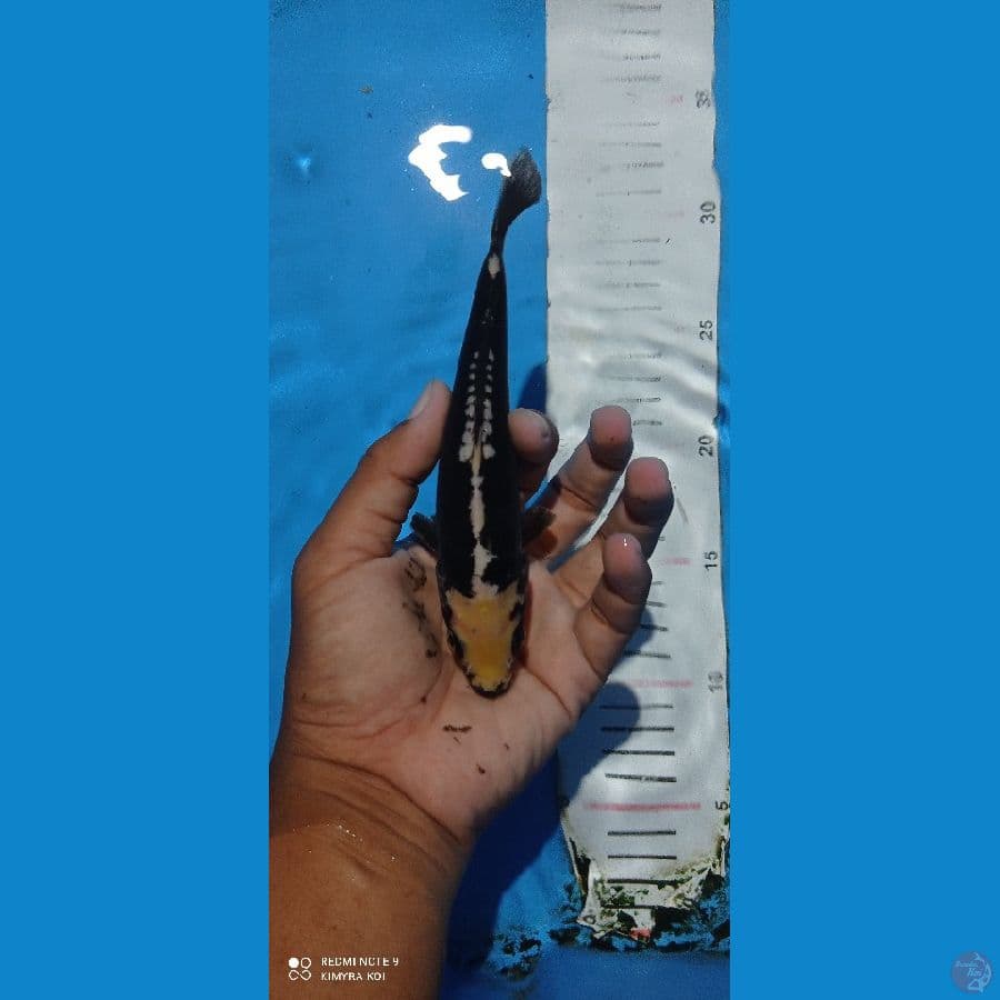 mini kumon