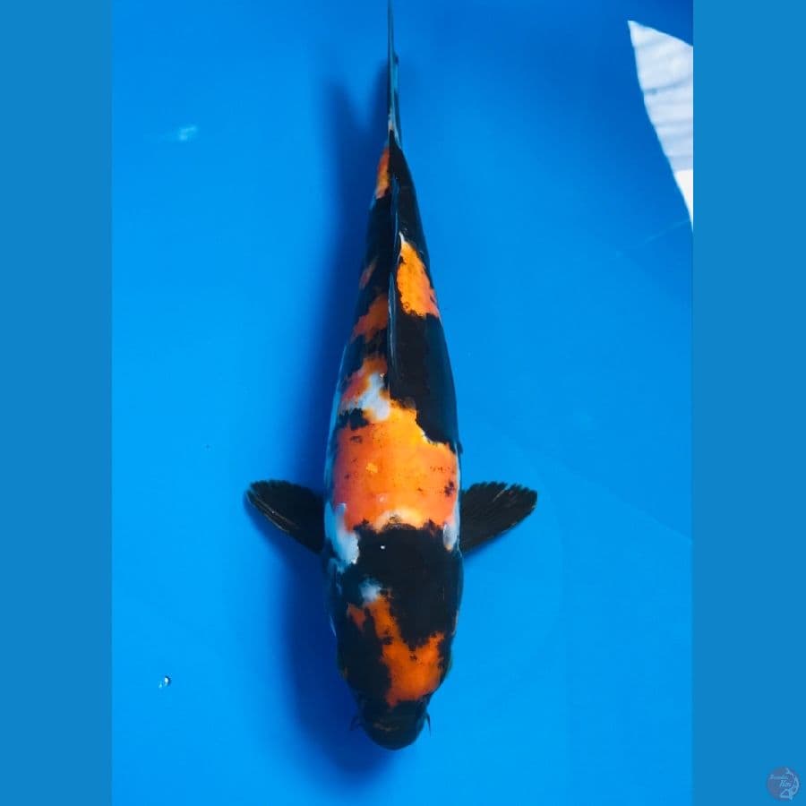 showa doitsu 25cm