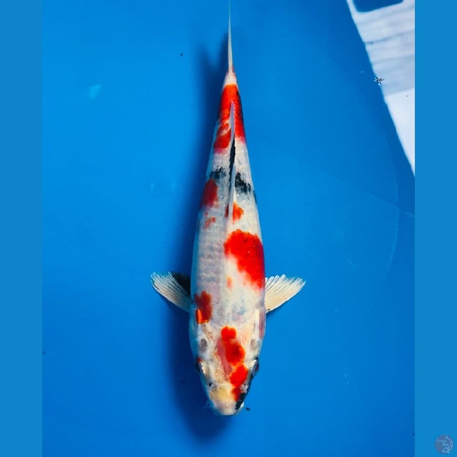 showa hikari 25cm