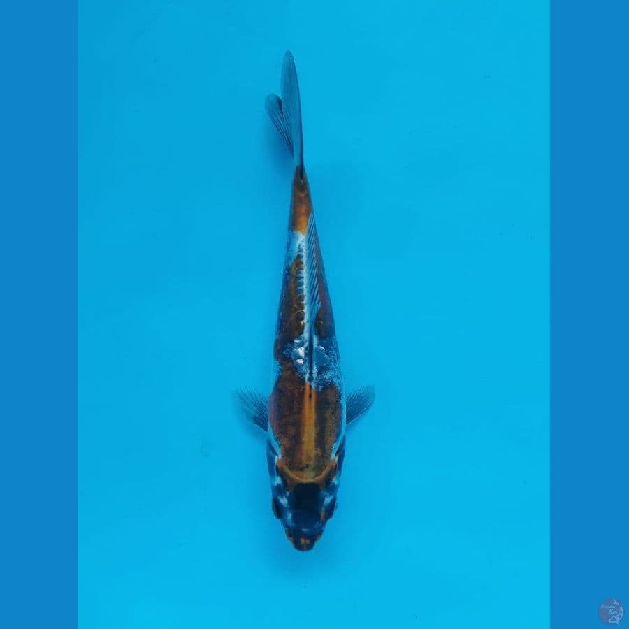 kiko 19cm