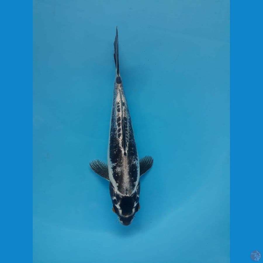 Kiko 21cm