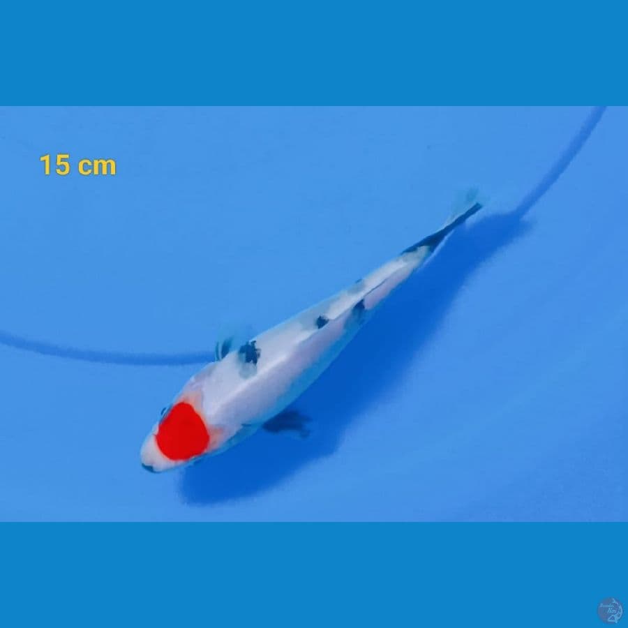 Tancho showa 15 cm