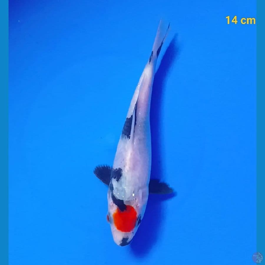 Tancho showa 14 cm