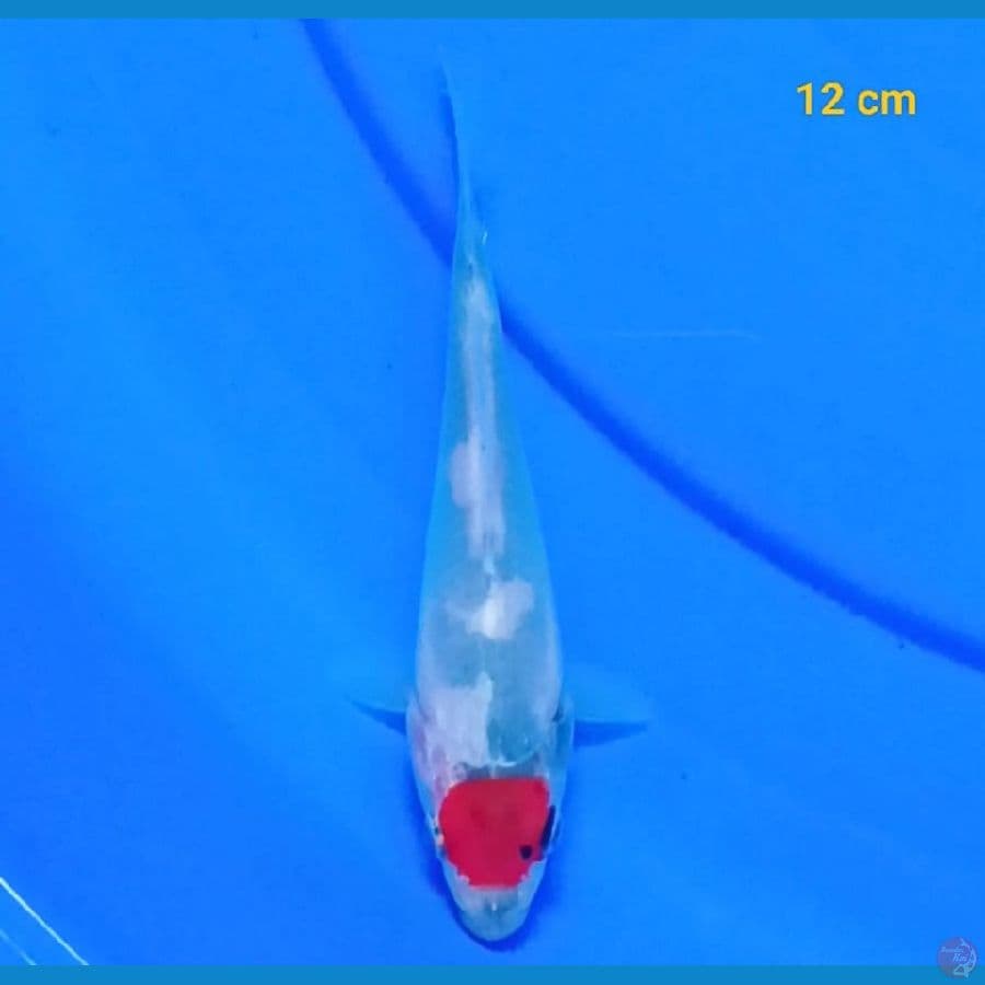 Tancho showa 12 cm