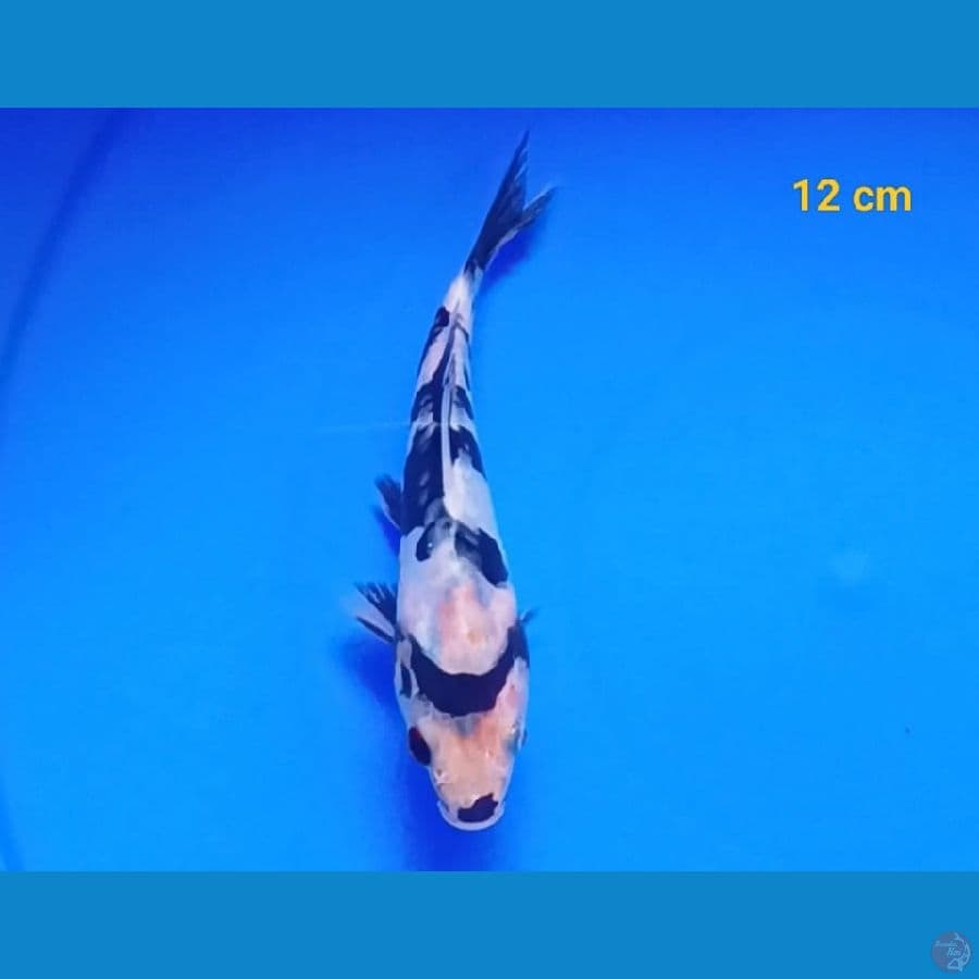 shiro doit 12 cm