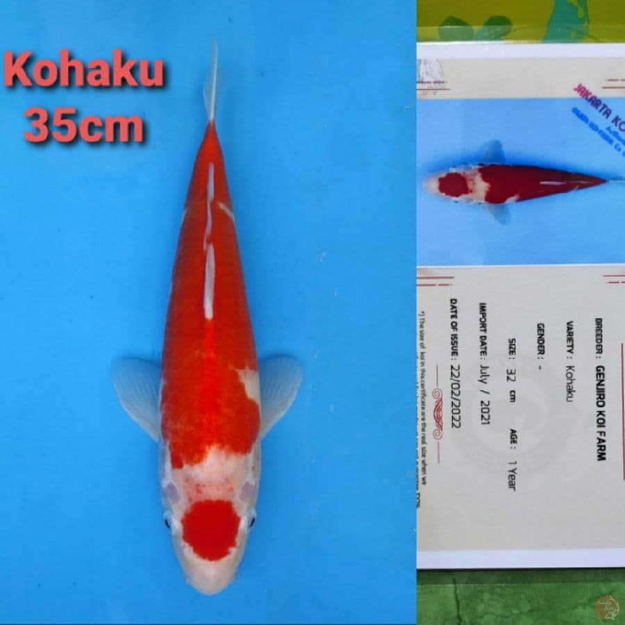 GENJIRO KOHAKU MARUTEN 35CM SERTI